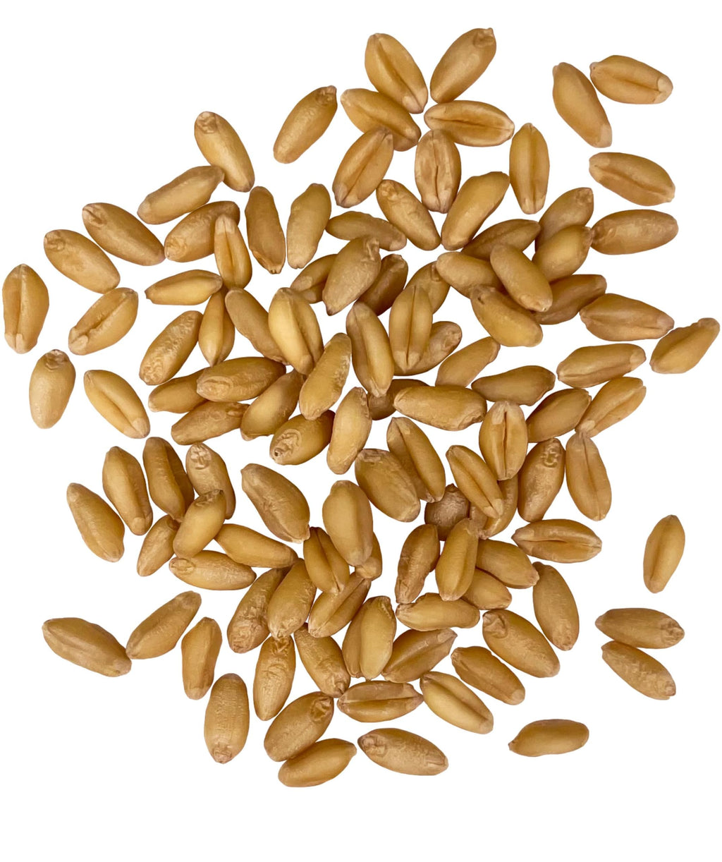 Soft White Wheat Berries 25 LBS H9354